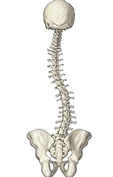 Fijación Posterior Cellent CSS 5.5 - Imagen 3